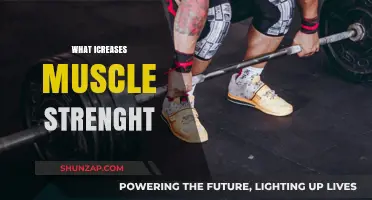 Building Muscle Strength: The Key Factors