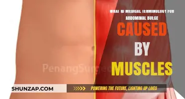 Understanding the Medical Term for Abdominal Muscle-Related Bulge: A Guide