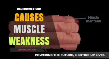 Immune System Disorders Linked to Muscle Weakness: Causes Explained