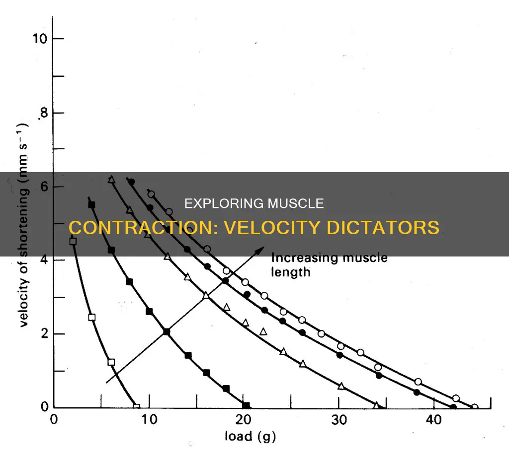 what in muscle dictate velocity
