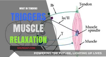 How Tendons Signal Muscles to Relax: Unraveling the Mechanism