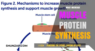 Building Muscle: Increasing Protein Synthesis