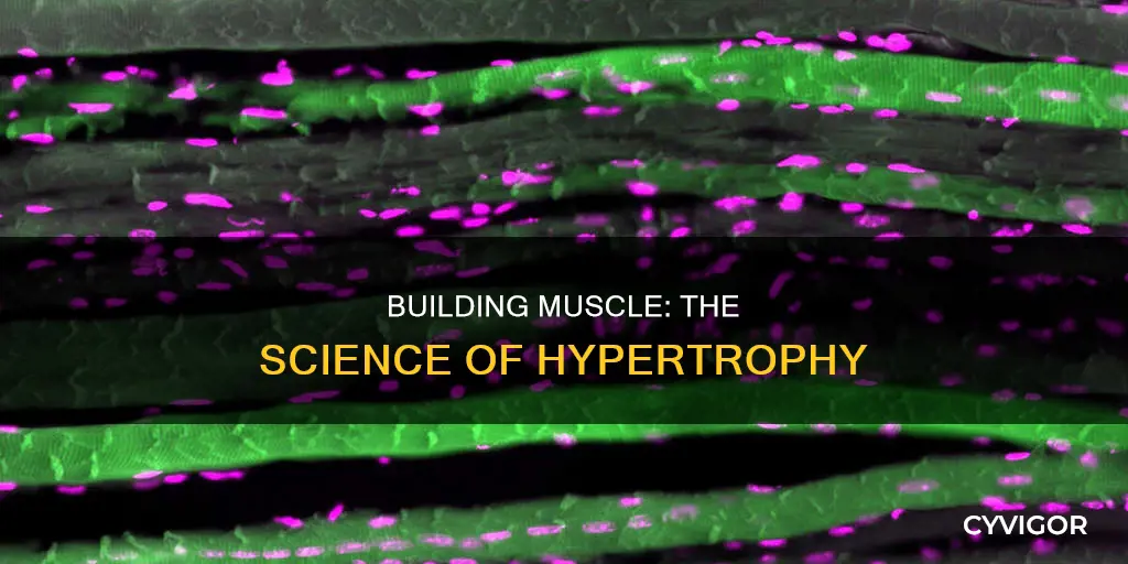 what increase muscle size