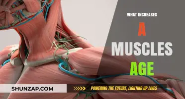 Muscle Aging: Factors and Solutions