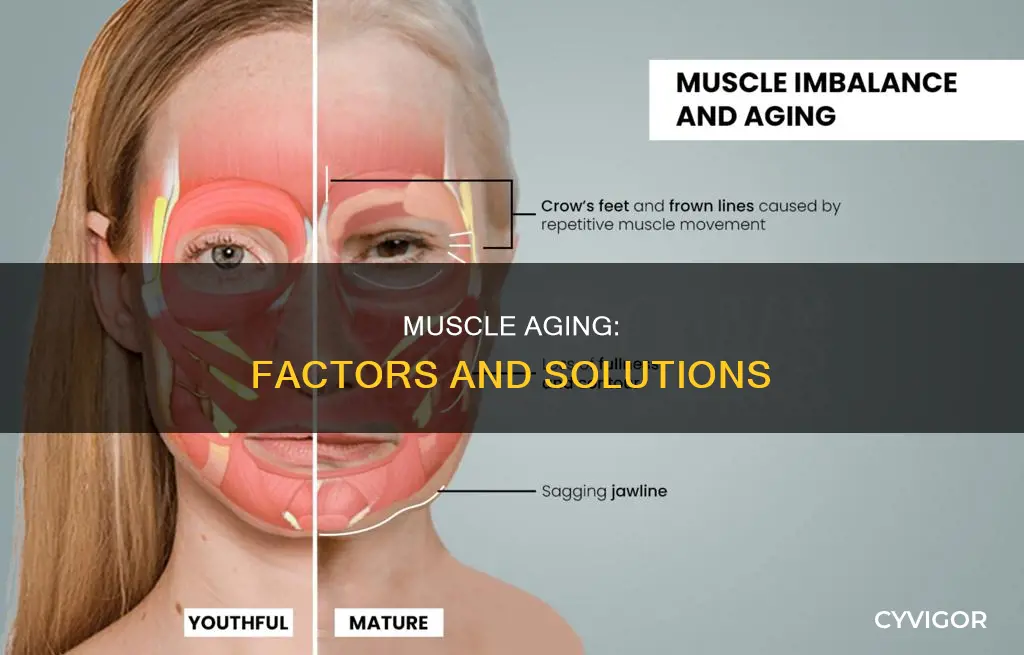 what increases a muscles age