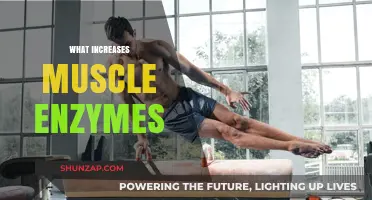 Building Muscle: The Enzyme Connection