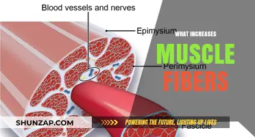 Building Muscle: How to Increase Muscle Fibers