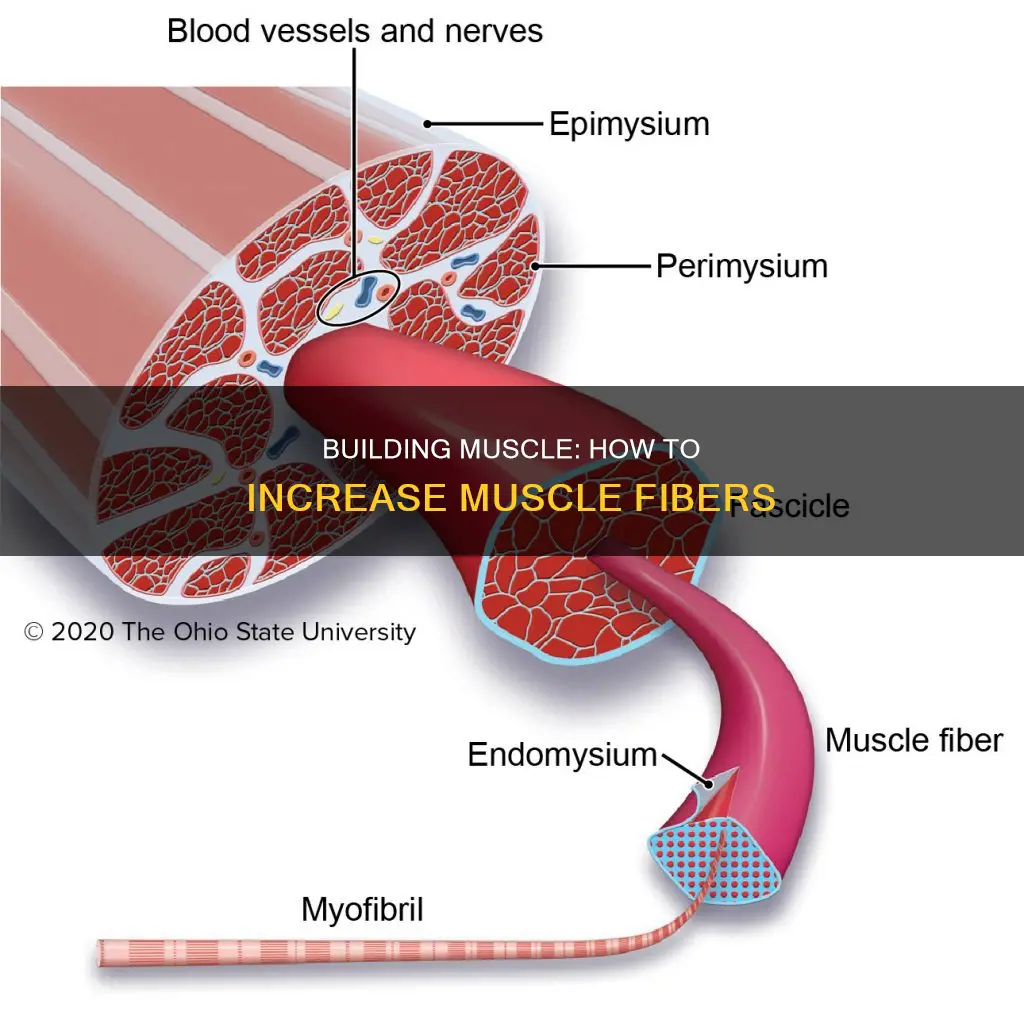what increases muscle fibers