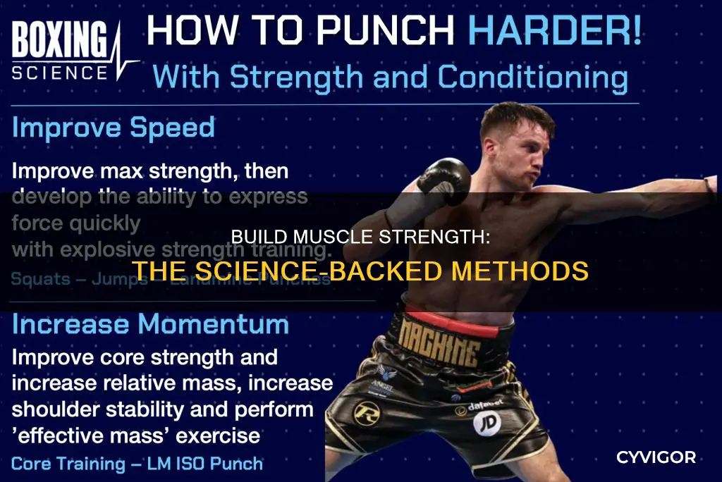 what increases muscle forve