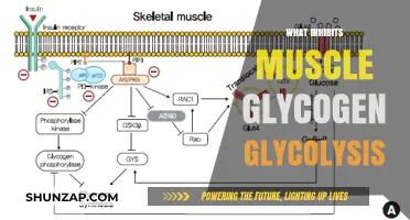 Unlocking Muscle Glycogen Glycolysis: Overcoming Inhibitory Factors