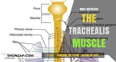 Initiation of the Trachealis Muscle: A Complex Process