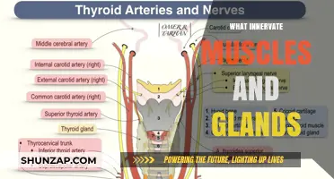 Muscle and Gland Control: What Innervates Them?