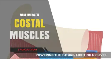 Innervation of the Costal Muscles: Understanding the Neural Control