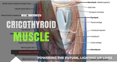 Stimulating the Cricothyroid Muscle: The Nerve Factor