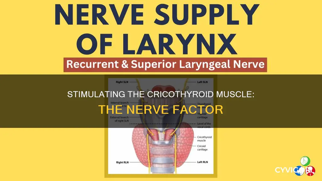 what innervates cricothyroid muscle