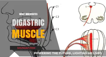 Neural Control of the Digastric Muscle