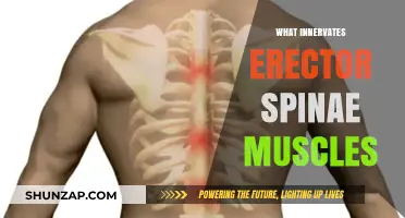How the Erector Spinae Muscles Gain Nerve Supply