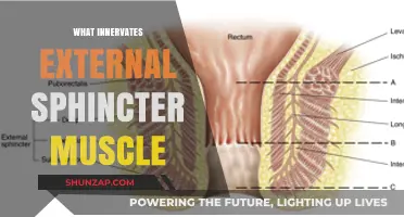 The External Sphincter Muscle: Innervation and Function