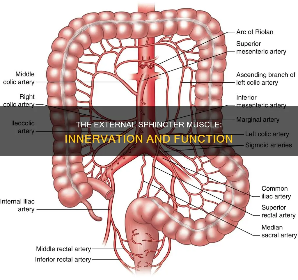 what innervates external sphincter muscle