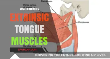 Tongue Muscles: What Innervates Them?