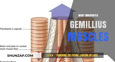 Understanding the Neural Control of Gemellus Muscles