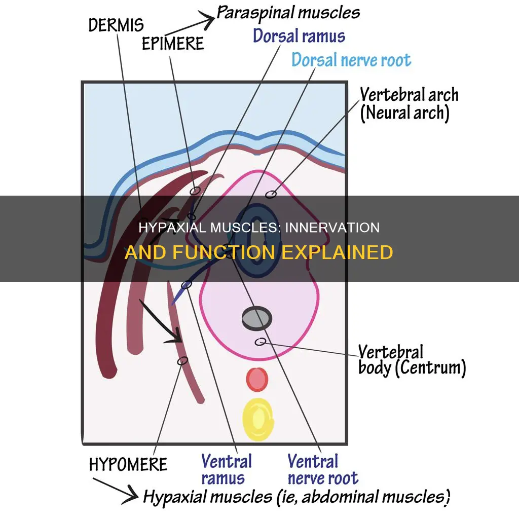 what innervates hypaxial muscles