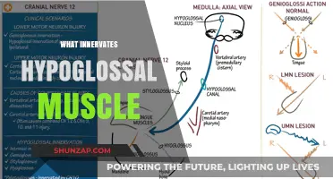 Innervation of the Hypoglossal Muscle: What You Need to Know