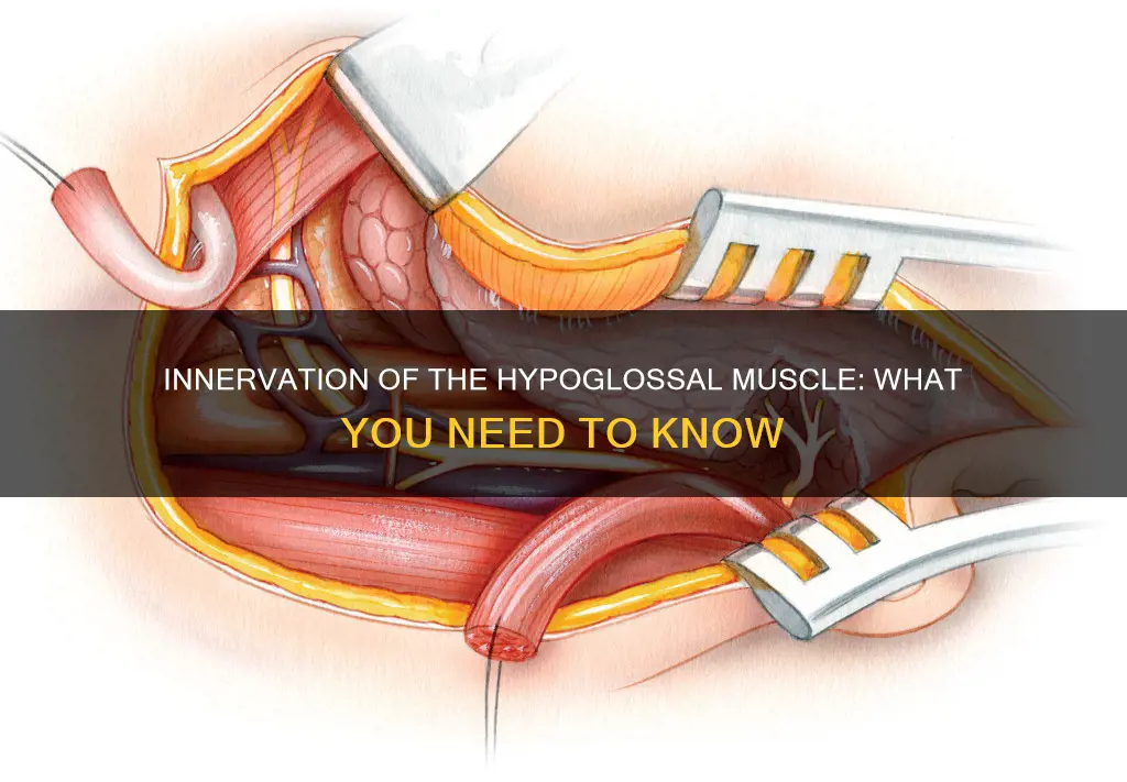 what innervates hypoglossal muscle