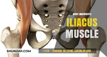 Iliacus Muscle: Innervation and Function