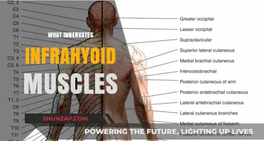 Anatomic Study of the Infrahyoid Muscles' Innervation