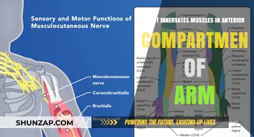 Muscle Innervation in the Arm's Anterior Compartment Explained