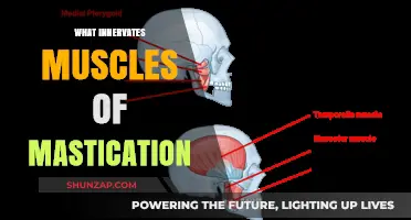 Trigeminal Nerve: Innervating the Muscles of Mastication