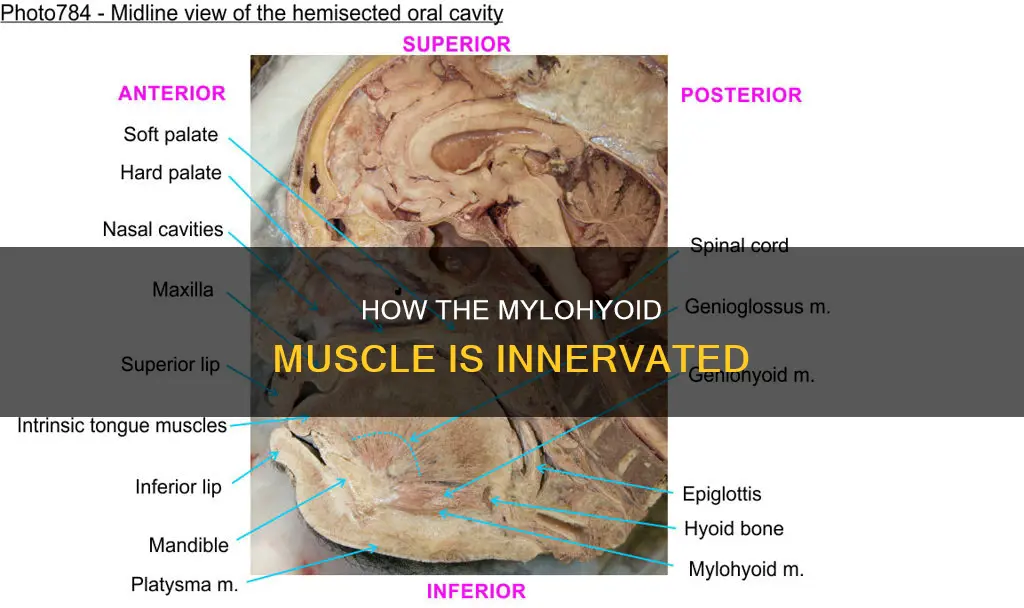 what innervates mylohyoid muscle