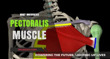 Pectoralis Muscle: What Innervates It?