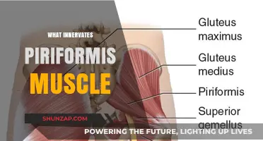 Piriformis Muscle: What Innervates It?