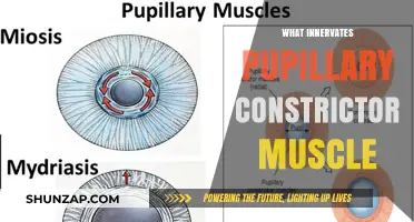 Pupillary Constrictor Muscle: What's the Innervation?