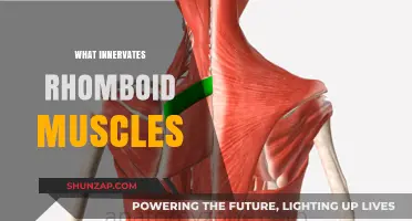 Understanding the Neural Control of Rhomboid Muscles
