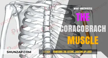 Coracobrachialis Muscle: Innervation and Function Explained