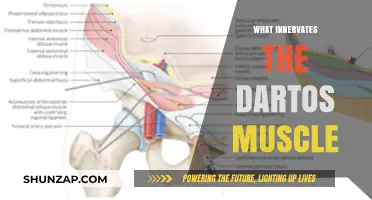 Innervation of the Dartos Muscle: What's the Source?
