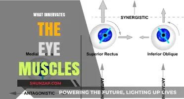Innervation of Eye Muscles: Cranial Nerves in Action