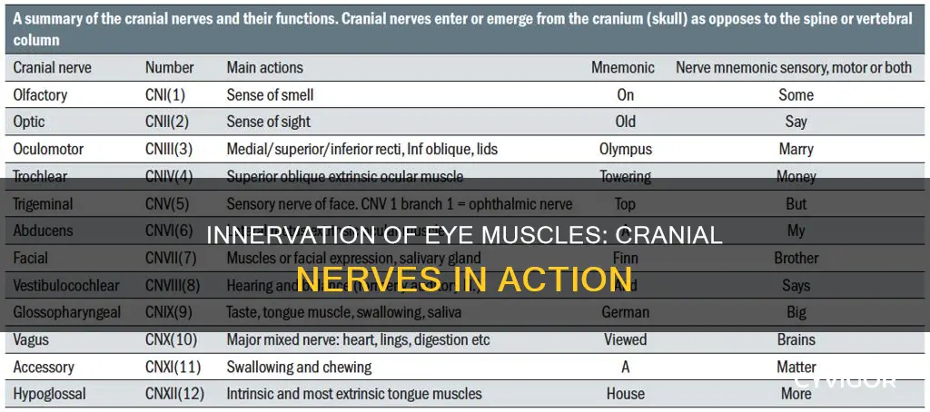 what innervates the eye muscles