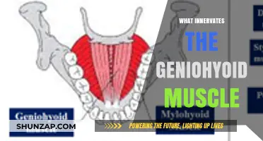 How the Geniohyoid Muscle is Innervated