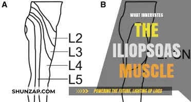 The Innervation of the Iliopsoas Muscle Explained