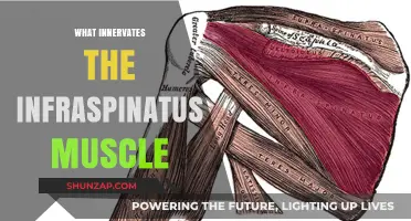 The Neural Control of Infraspinatus Muscle Movement