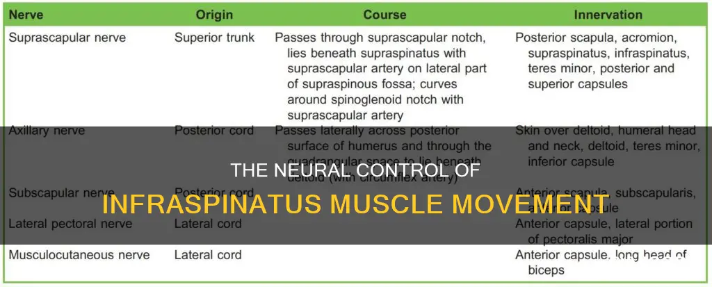 what innervates the infraspinatus muscle