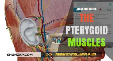 Innervation of the Pterygoid Muscles: A Neural Guide