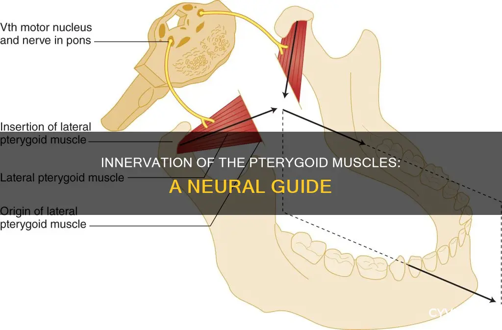 what innervates the pterygoid muscles