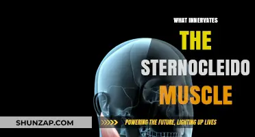 Sternocleidomastoid Muscle: Innervation and Function