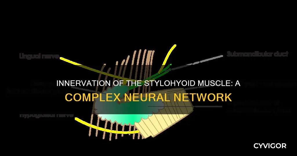 what innervates the stylohyoid muscle