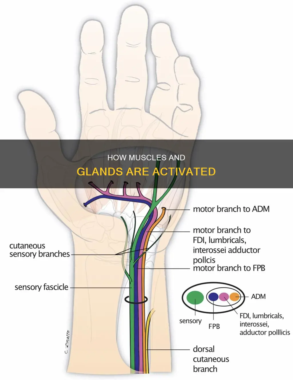 what innvervates muscles and glands